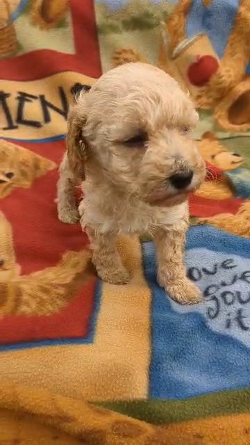 Macy (Mini Poodle) in Goshen, Indiana
