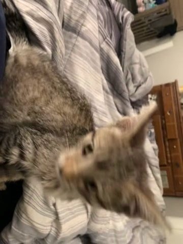 Kitten in Phoenix, Arizona