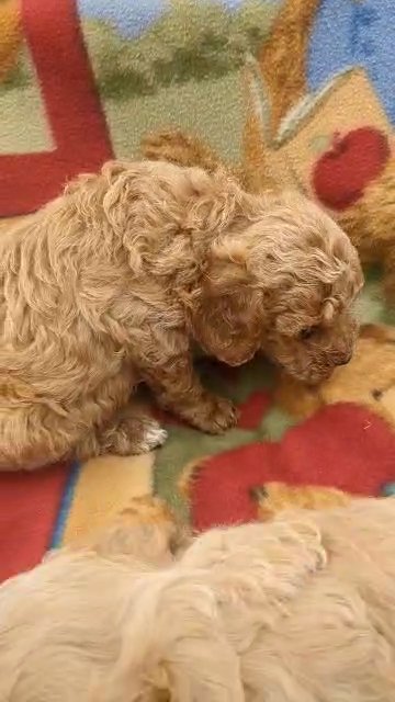 Milo (Mini Poodle) in Goshen, Indiana