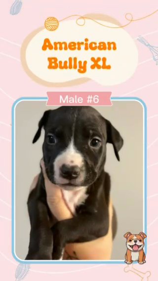 ABKC XL American Bully in Lakeland, Florida