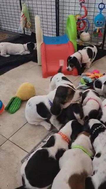 Basset Hound babies in Surprise, Arizona