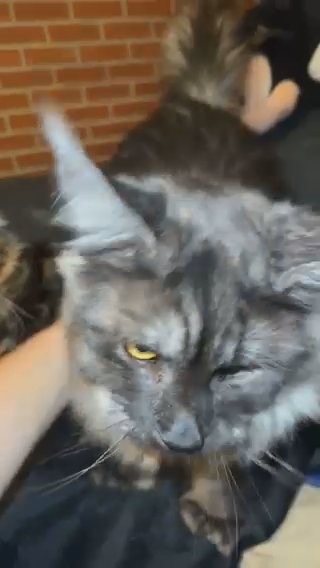 Russian Polydactyl mainecoon With Breeding Rights in Picayune, Mississippi