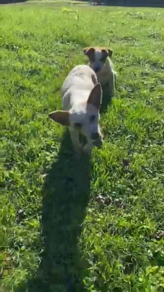 Cleo in Jackson, Tennessee