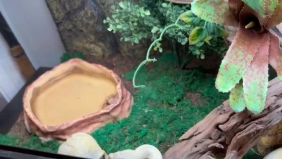 Ball Python in Modesto, California