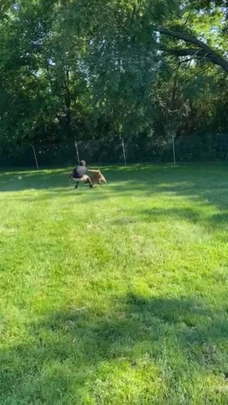 Friendly Pit  Shoot Your Price Hasnt Been Bred Not Fixed in Mundelein, Illinois