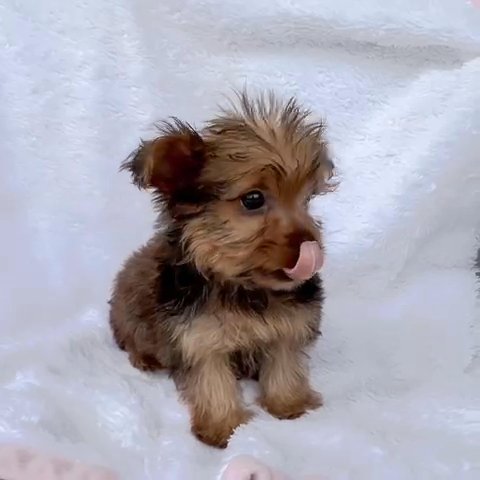 Female Yorkie in Weatherford, Texas