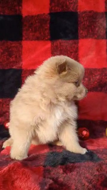 Zoey (Pomeranian) in Goshen, Indiana