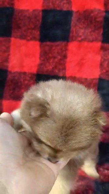 Zion (Pomeranian) in Goshen, Indiana
