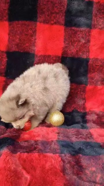 Ziggy (Pomeranian) in Goshen, Indiana