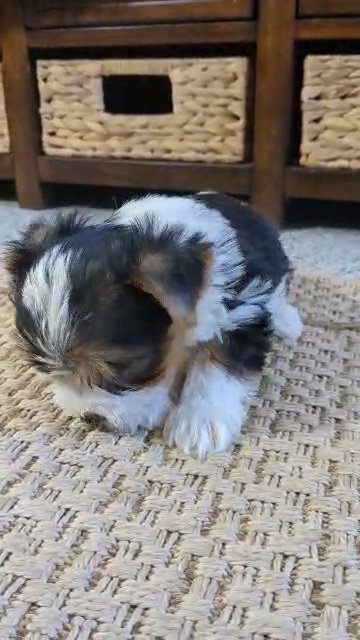 Hendrix (Yorkie) in Goshen, Indiana