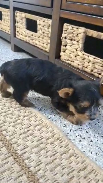 Helix (Yorkie) in Goshen, Indiana