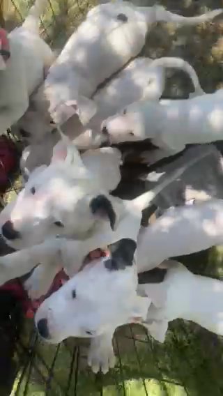 Argentine Mastiffs Puppies For Sale in Rantoul, Illinois