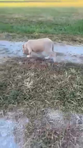 Merle pocket bully in Murfreesboro, Tennessee