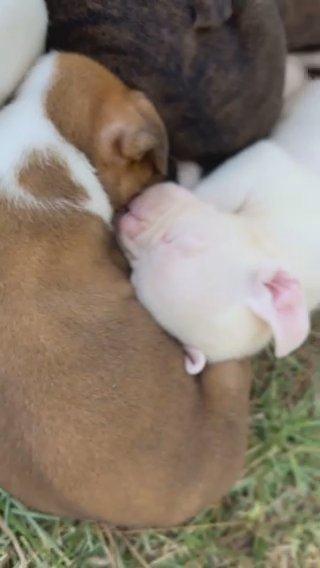AKC Boxer Bulldog Puppies in Brookhaven, Mississippi