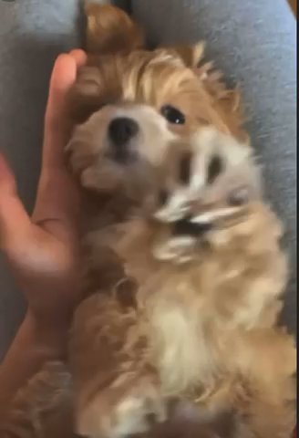 Puppies For Sale in Los Angeles, California