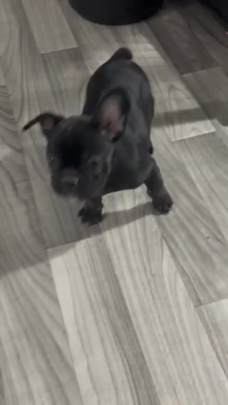 French bulldog litter Announcement in Parkersburg, West Virginia