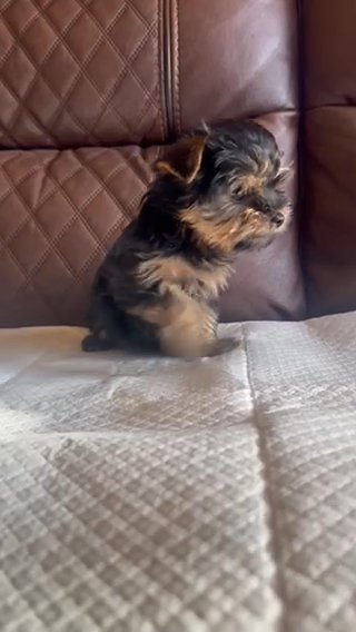 Yorkie in Riverside, California
