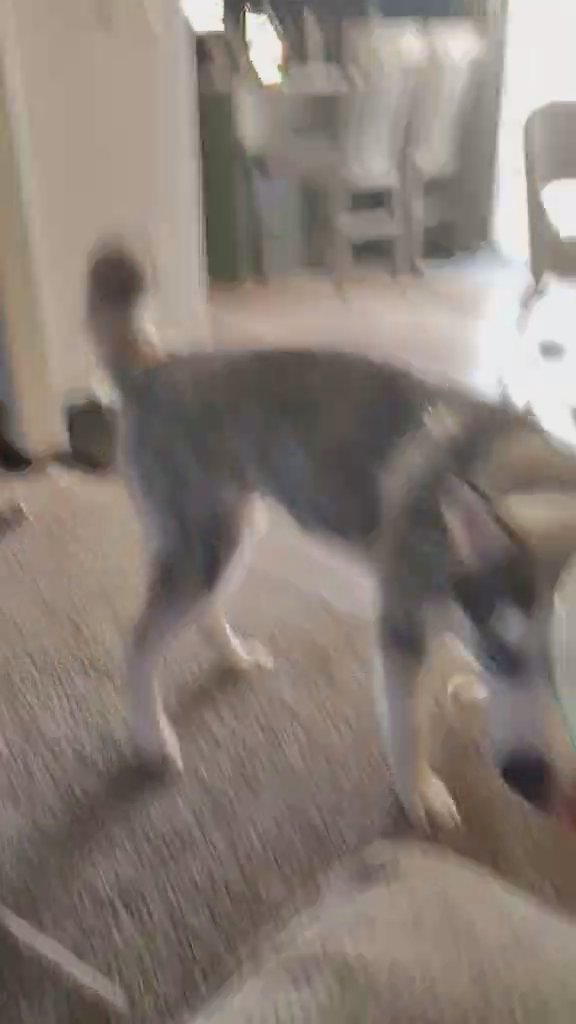 adult male Siberian husky in Lincoln, Nebraska