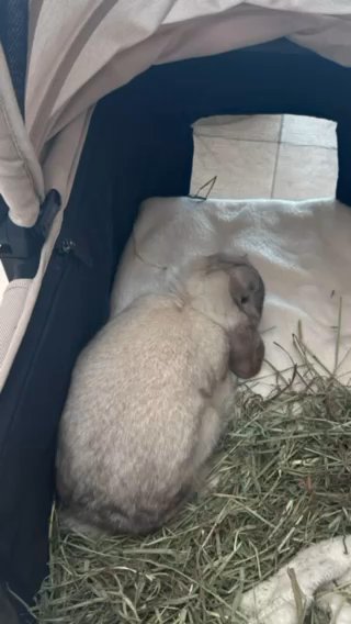 Rabbit Looking For A New Caring Home in Pittsburg, California