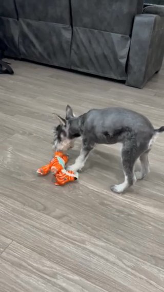 Miniature Schnauzer - 5 Months in Houston, Texas