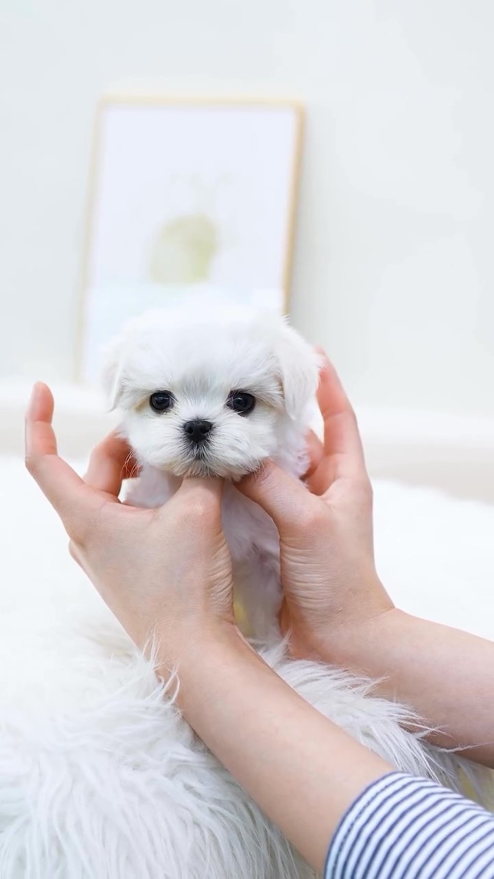 Maltese puppies in Los Angeles, California