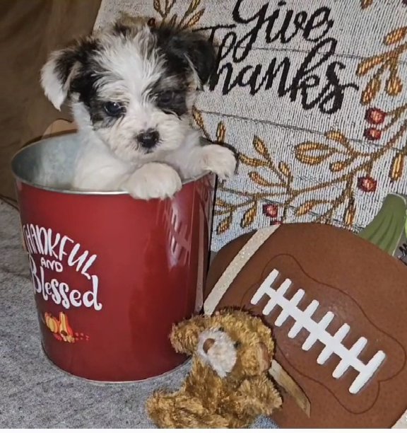 Parti Yorkie in St. Louis, Missouri