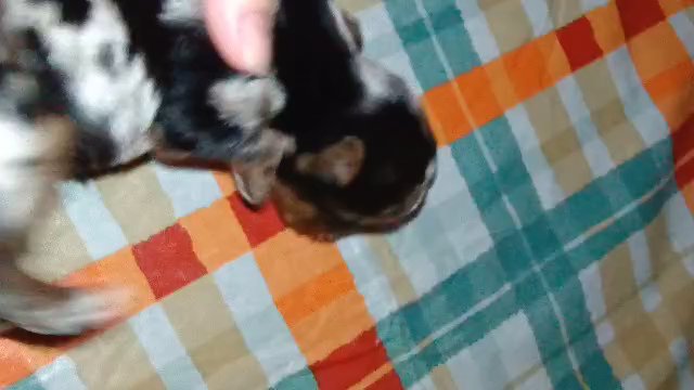 Merle Male Yorkie in Sikeston, Missouri