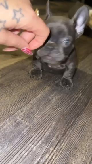 American Bullies in Oklahoma City, Oklahoma