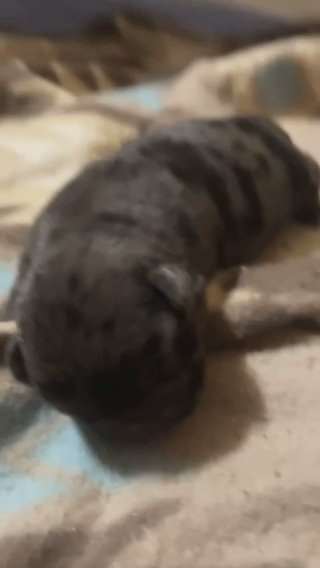 Pug Puppy (Cinnamon) in Macon, Georgia