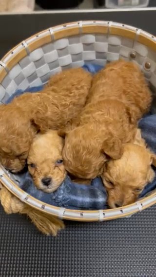 Red Toy Akc Poodles in Birmingham, Alabama