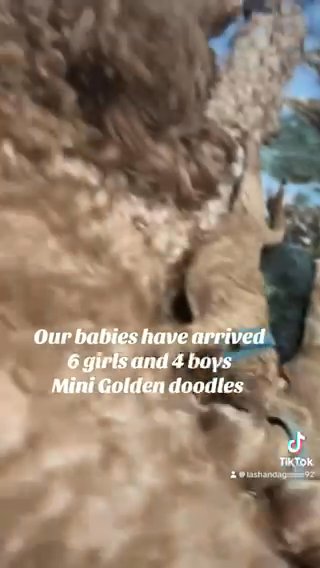 MINI GOLDEN DOODLES in Houston, Texas