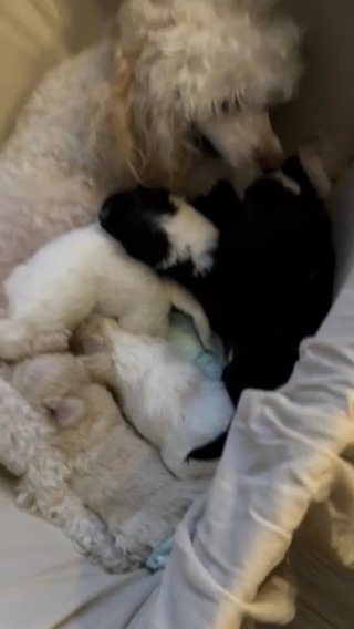 Poodle in Dallas, Texas