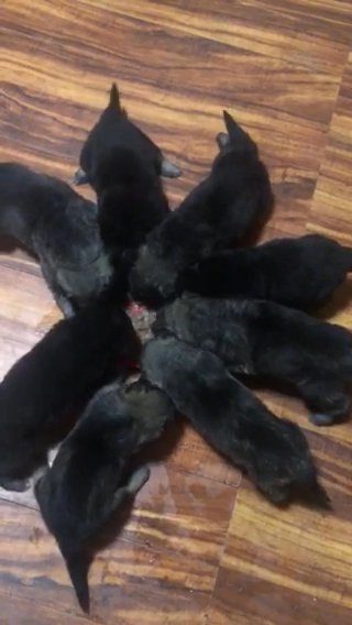 German Shepherd puppies in Cherry Hill, New Jersey
