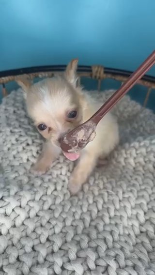 Chihuahua Boy Puppy in Charlotte, North Carolina