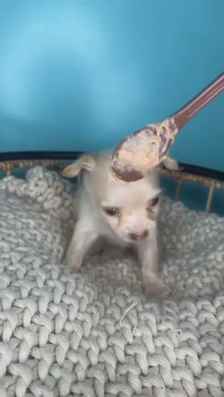 Chihuahua Boy Puppy in Charlotte, North Carolina