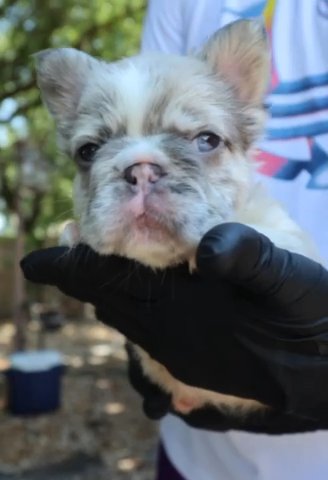 FRENCH BULLDOG FLUFFY BOY in Orlando, Florida