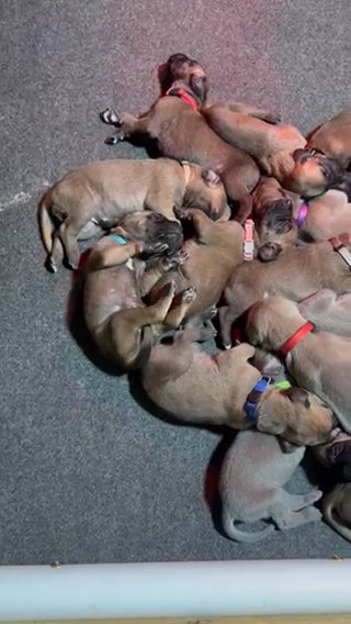 Puppy Cuteness in York, Maine