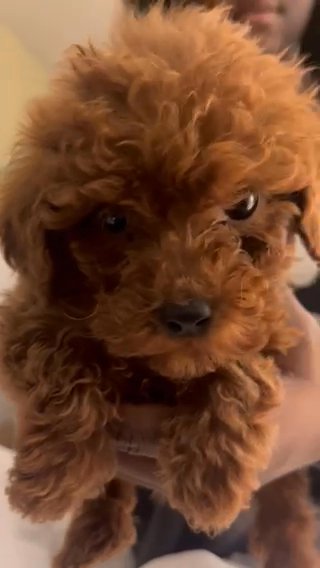 Teacup Poodle Girl in Cleveland, Ohio