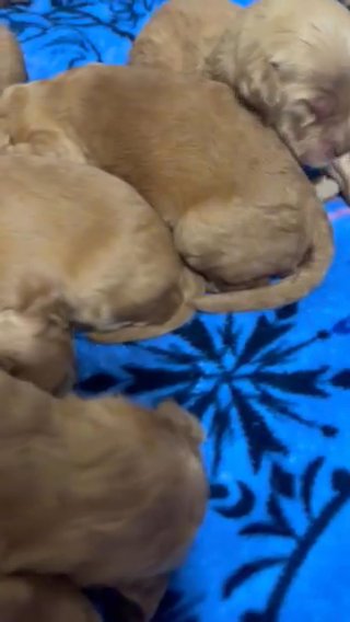 Goldendoodles in Baton Rouge, Louisiana