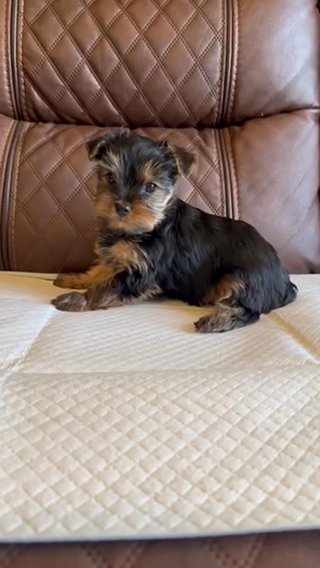 Yorkie in Riverside, California