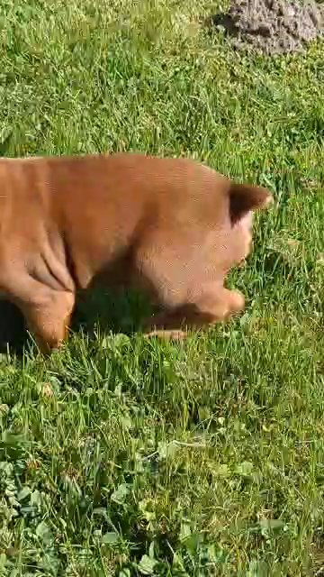 Fifi (Boxer) in Goshen, Indiana