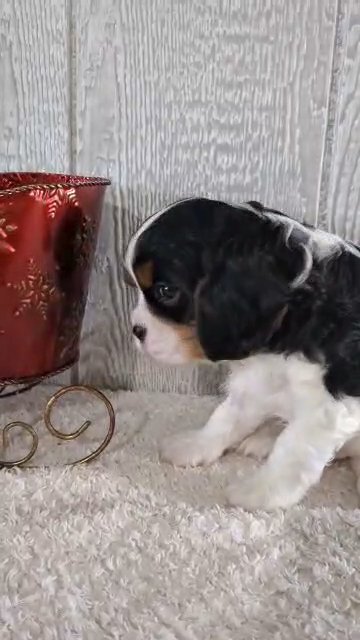 Bennett (Cavalier) in Goshen, Indiana
