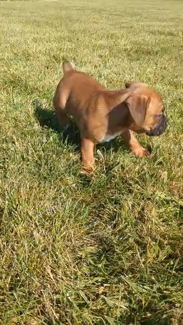 Grizz (Boxer) in Goshen, Indiana