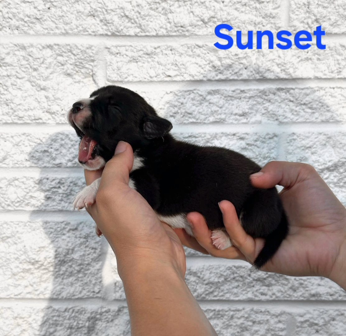 Great Dane- Sunset in Johnson City, Tennessee