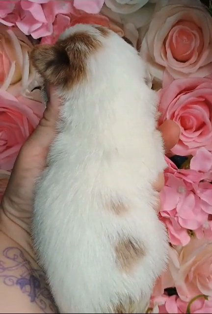 ?READY CHRISTMAS WEEK ?Chocoberry Male Yorkie in Sikeston, Missouri