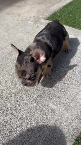 ???????? Frenchie ????? ??? ??? ?????, ????????? ??????? in Royal Kunia, Hawaii