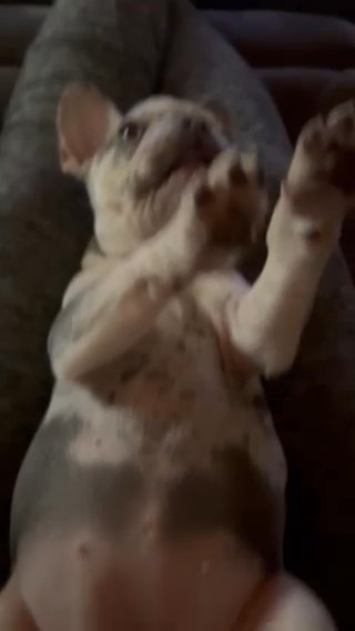AKC Frenchie Female Fuse in Bellingham, Washington