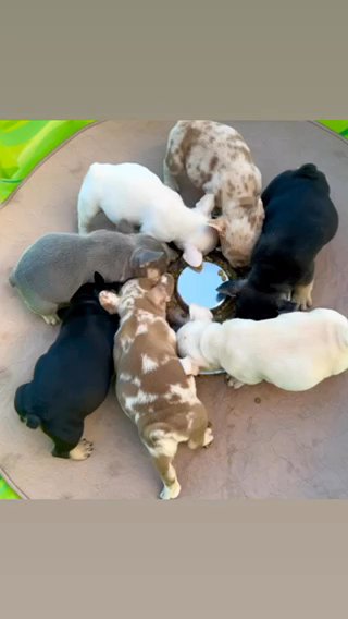 Adorable Frenchies 6 Wks Old in Royal Kunia, Hawaii