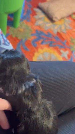 Ralphie- CKC Shih Tzu in Charlotte, North Carolina