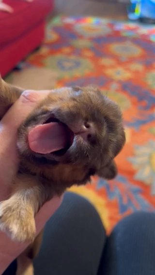 Prancer - Imperial Liver CKC Shij Tzu in Charlotte, North Carolina